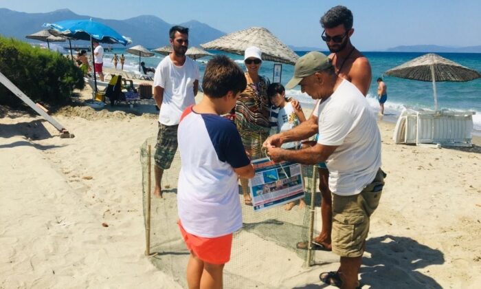 Kuşadası sahillerine Caretta Carettalar yuva yaptı