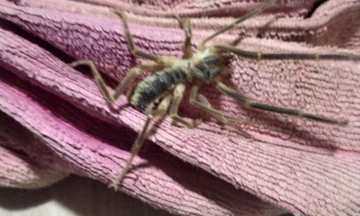 Kütahya’da ’Sarıkız’ tedirginliği