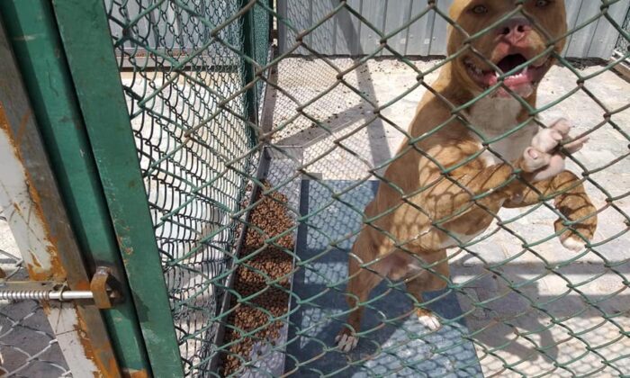 Kütahya’da yasaklı, tehlike arz eden köpek gezdiren şahsın köpeğine el konuldu