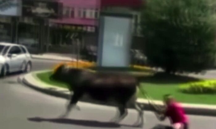 Kuyruğundan tuttuğu dananın peşinden sürüklendi