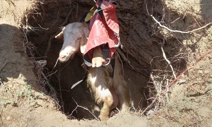 Kuyuya düşen 4 keçi AFAD tarafından kurtarıldı