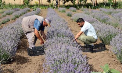 Lavanta çiftçinin alternatif ürünü oldu