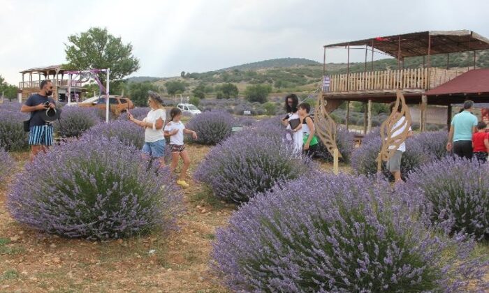 Lavanta kokulu köyü 330 bin kişi ziyaret etti