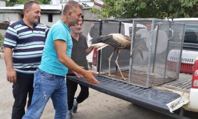 Leylek ve Ebabil kuşu tedavi altına alındı
