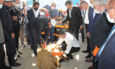 Malatya Valisi Baruş, koyun kırktı