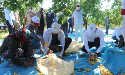 Malatya’da kayısı hasadı başladı