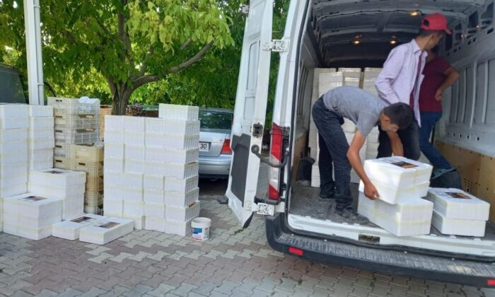 Malatya’dan il dışına koli koli hediyelik kayısı