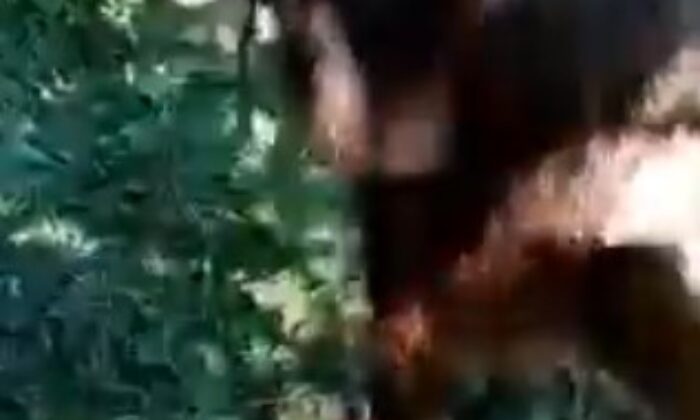 Manda sürüsüne ayı saldırdı