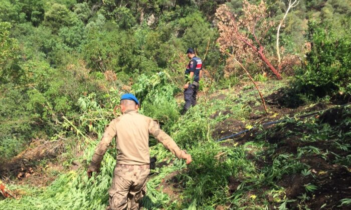 Manisa’da 10 bin 500 kök kenevir ele geçirildi