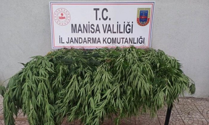 Manisa’da 43 kök kenevir bitkisi ele geçirildi