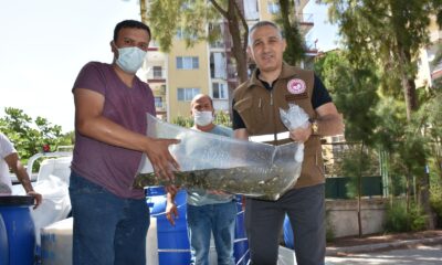 Manisa’da 694 bin adet pullu sazan yavrusu baraj gölü, göl ve gölete bırakılıyor