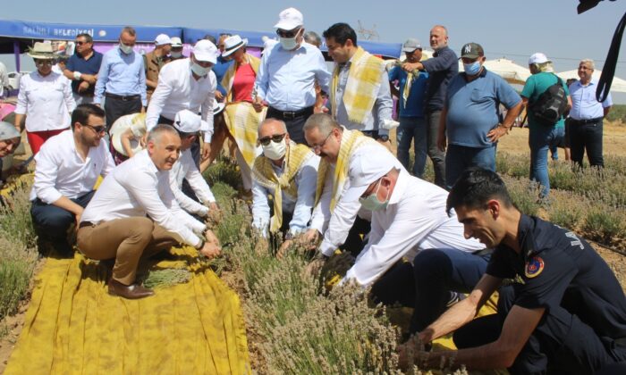 Manisa’da lavanta hasat şöleni