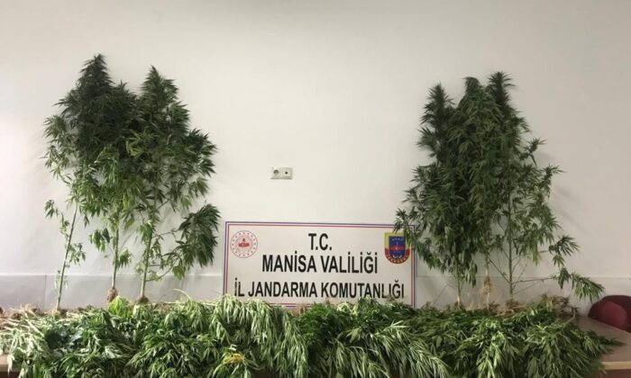 Manisa’da ormanlık alanda 287 kök kenevir ele geçirildi
