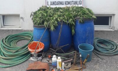 Manisa’da uyuşturucu operasyonu: 475 kök kenevir ele geçirildi