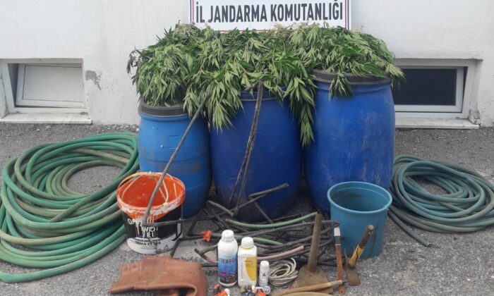 Manisa’da uyuşturucu operasyonu: 475 kök kenevir ele geçirildi