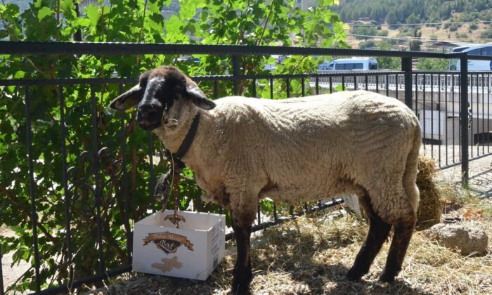Manisalı muhtar korona aşıları tam olan aileye kurbanlık verdi