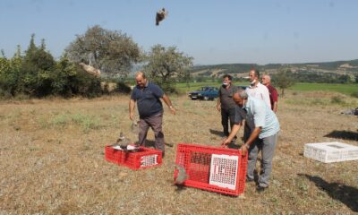Manyas’ta Kınalı keklikler doğaya salındı