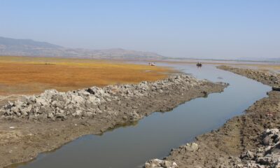 Marmara kuruyor, canlılar ölüyor