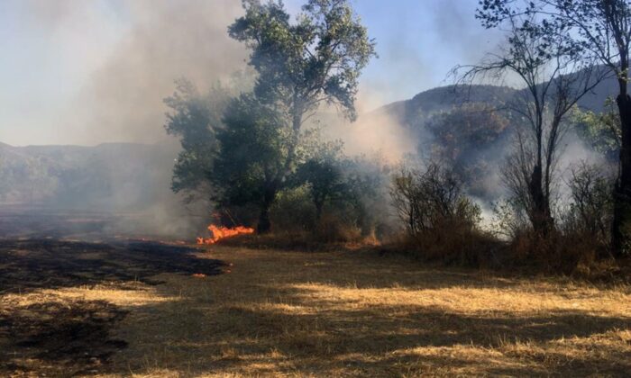 Menteşe’de anız ve zeytinlik yangını