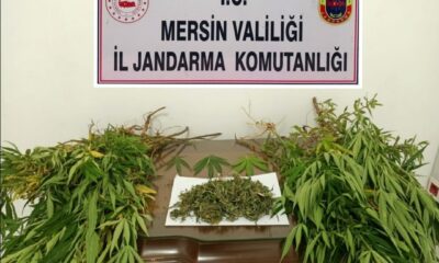 Mersin’de 57 kök kenevir bitkisi ele geçirildi