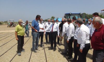 Mersin’de damla sulamayla çeltik üretiliyor