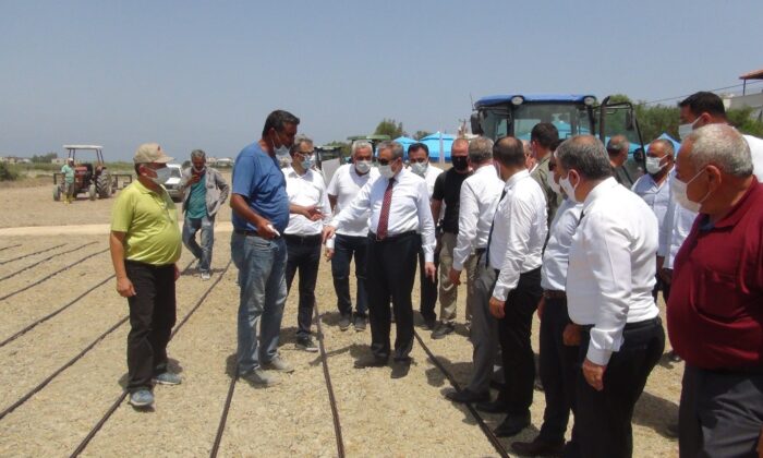 Mersin’de damla sulamayla çeltik üretiliyor
