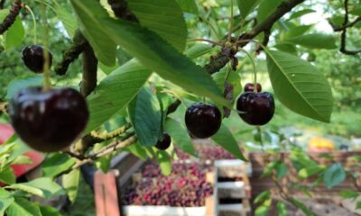 Meşhur Napolyon kirazı dalda kaldı