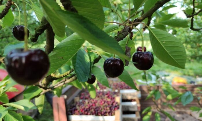 Meşhur Napolyon kirazı dalda kaldı