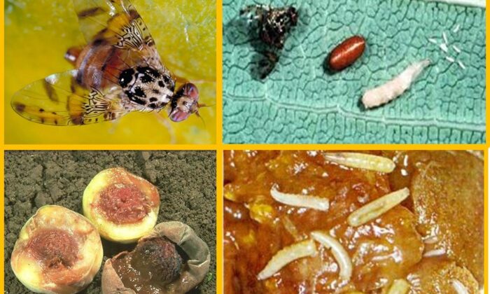 Meyvelerde salgın hastalık uyarısı