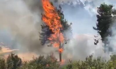 Milas’ta orman yangını çıktı