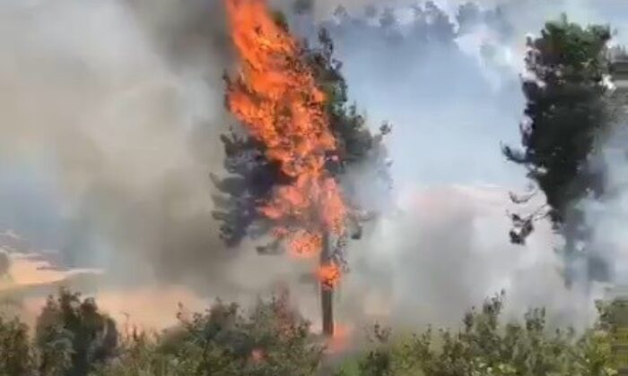 Milas’ta orman yangını çıktı