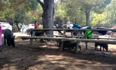 Milli Park’taki domuzlar tatilcilerin arasında dolaşmaya başladı