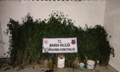 Mısır tarlasında bin 205 kök kenevir ele geçirildi