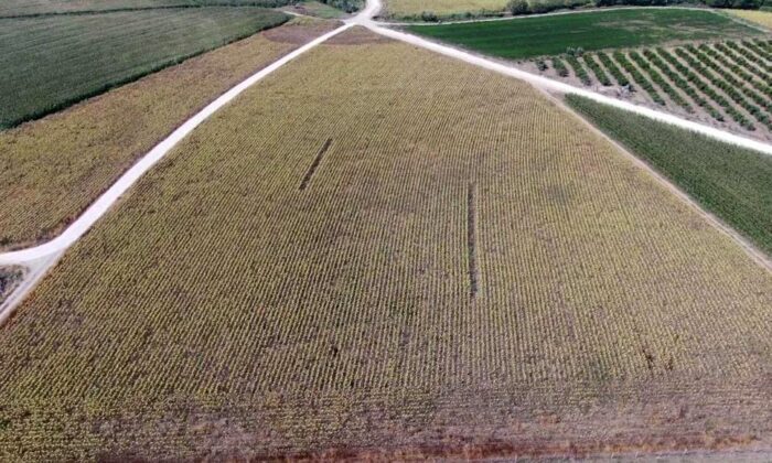 Mısır ve ayçiçeği tarlalarında 981 kök kenevir bitkisi ele geçirildi