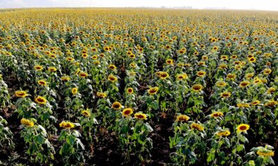 Muş Ovası sarıya boyandı