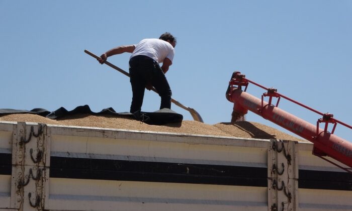 Muş’ta buğday satışları başladı