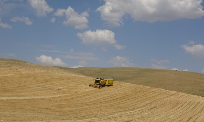 Muş’ta yılın ilk arpa hasadına başlandı