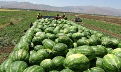 Muş’ta yılın ilk karpuz hasadına başlandı