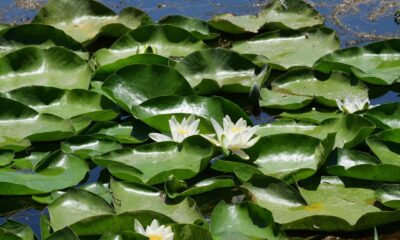 Nilüfer çiçekleri kurtarıldı