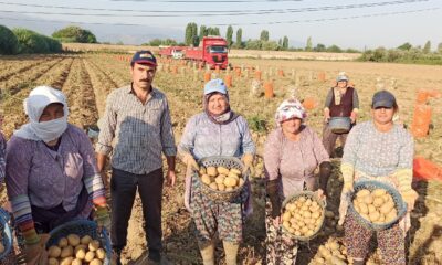 Ödemiş patatesinde ikinci ürün zamanı