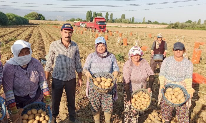 Ödemiş patatesinde ikinci ürün zamanı