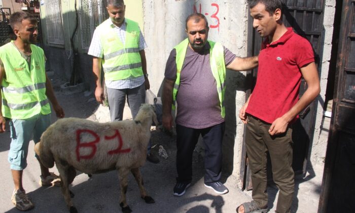 Öksüz ve yetimlere kurbanlık