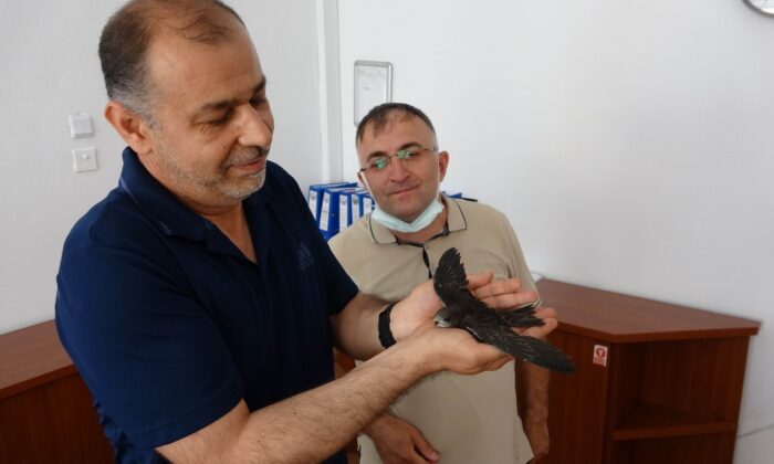 Okul bahçesindeki yaralı ebabil kuşuna öğretmenler sahip çıktı