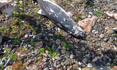 Ölü yunus balığı yavrusu kıyıya vurdu