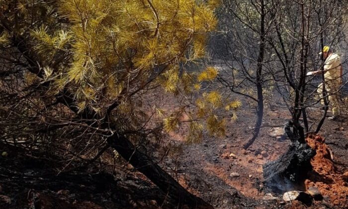 Orman yangınında kundaklama iddiası