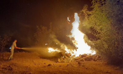 Orman yangınının ortasında kalan kaplumbağaya jandarma eli