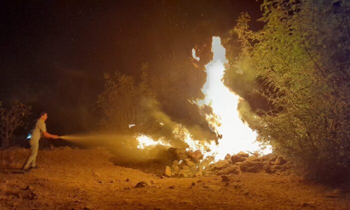 Orman yangınının ortasında kalan kaplumbağaya jandarma eli