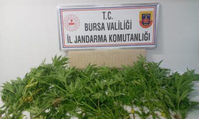 Ormana kenevir ektiler