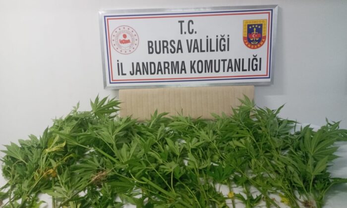 Ormana kenevir ektiler