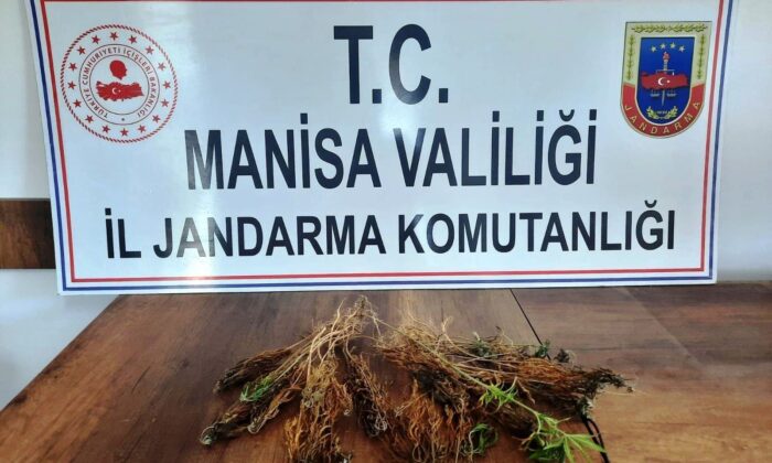 Ormanlık alanda 51 kök kenevir bulundu